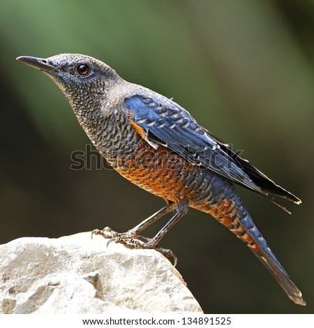 Blue bird, male Blue Rock-Thrush (Monticola solitarius) standing on the rock in mating plumage
