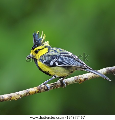Beautiful yellow bird, Yellow-cheeked Tit (Parus spilonotus), standing on a branch, black-breasted indicated to male