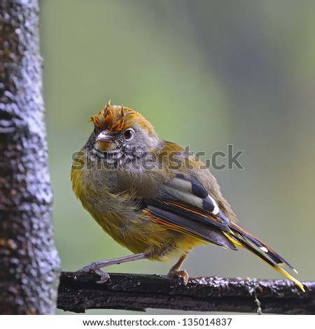 Beautiful yellow bird, Chestnut-tailed Minla (Minla strigula) on a branch