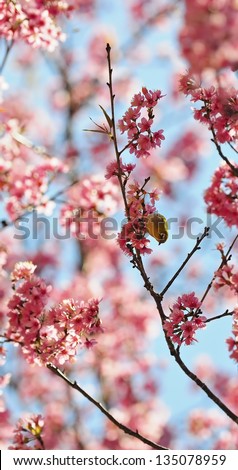 Beautiful cherry blossoming, a Oriental White-eye bird, standing on the Wild Himalayan cherry tree, taken in Thailand
