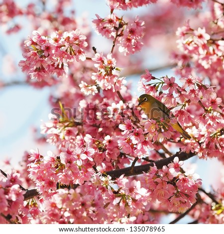 Colorful cherry blossoming, a Oriental White-eye bird, standing on the Wild Himalayan  pink cherry tree, taken in Thailand