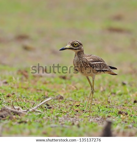 Amazing evil bird, Indian Thick-knee (Burhinus indicus), standing on the ground, breast profile