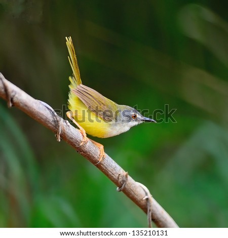 Beautiful Yellow-bellied Prinia bird (Prinia flaviventris), standing on a branch, side profile