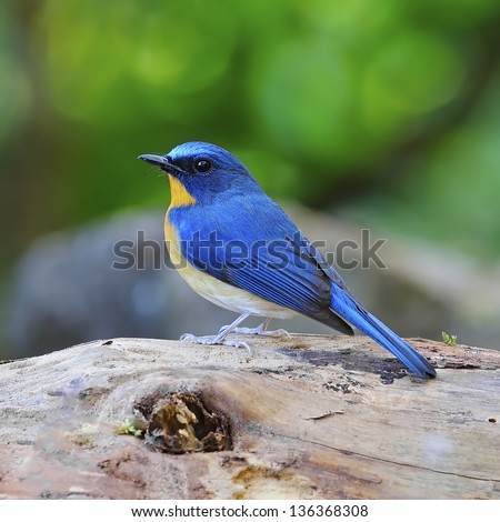 Beautiful blue bird, male Hill Blue Flycatcher (Cyornis banyumas), standing on the log
