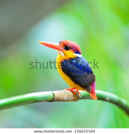 Colorful Kingfisher, male Black-backed Kingfisher (Ceyx erithacus), side profile