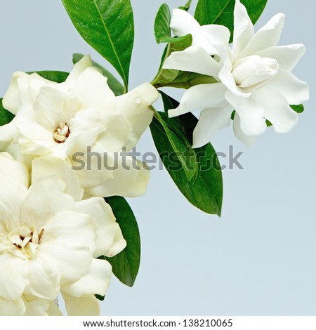White Gardenia flower or Cape Jasmine (Gardenia jasminoides), isolated on a blue background