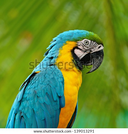 Blue and Gold Macaw aviary, on green background