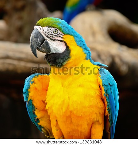 Colorful Blue and Gold Macaw aviary