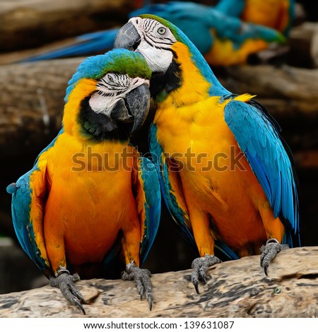 Colorful Blue and Gold Macaw aviary, sitting on the log