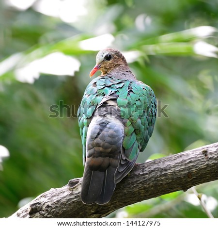 Emerald Dove or Green Pigeon (Chalcophaps indica), back profile