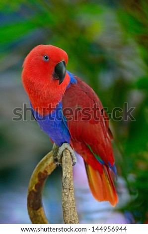 Colorful red parrot, a female Electus parrot (Electus roratus), breast profile