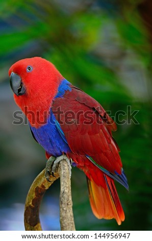 Colorful red parrot, a female Electus parrot (Electus roratus), breast profile