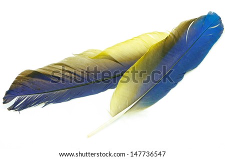 Blue and Gold Macaw feather isolated on white