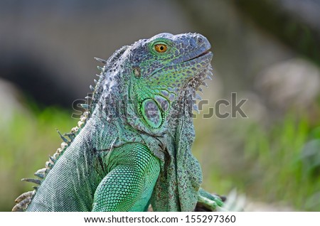 Female Green Iguana (Iguana iguana), standing on tree branch