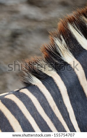 Animal skin, Common Zebra or Burchell\'s Zebra (Equus burchelli), striped background texture