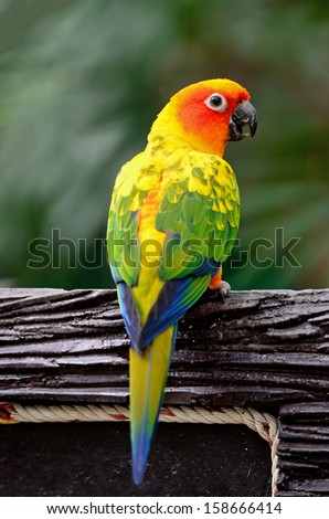 Colorful yellow parrot, Sun Conure (Aratinga solstitialis), standing on the blank sign, back profile