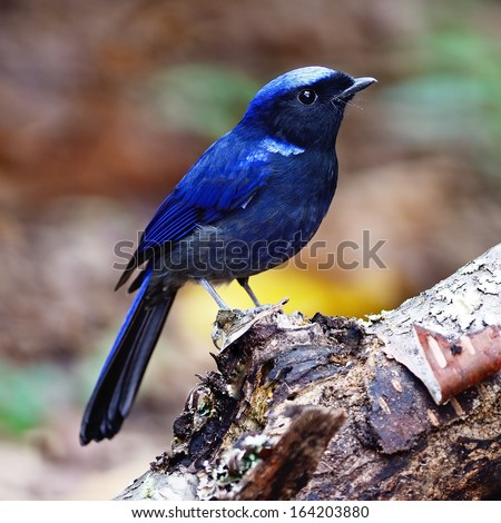 Blue bird, male Large Niltava (Niltava granddis), standing on the log, side profile