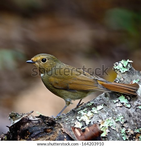 Small brown bird, female Rufous-bellied Niltava (Niltava sundara), standing on the log