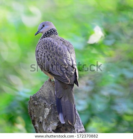 Spotted Dove (Streptopelia chinensis), perching on the log, back profile