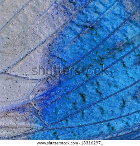 Macro closeup of butterfly wing background, filter image
