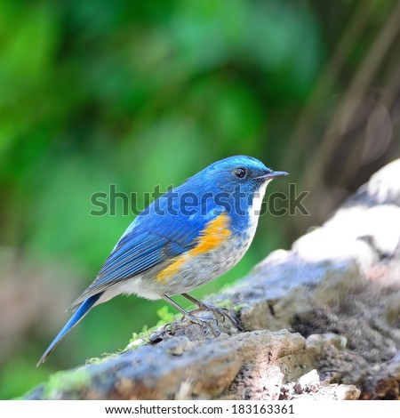 Beautiful blue bird, male Himalayan Bluetail (Tarsiger rufilatus), standing on the log, side profile