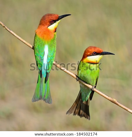 Colorful Bee-eater bird, Chestnut-headed Bee-eater (Merops leschenaulti), sitting on a branch