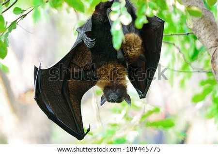 Large Bat, Hanging Flying Fox (Pteropus vampyrus), during the sleeping period in nature background