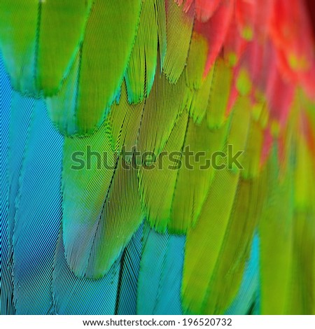 Beautiful multicolored bird feathers, Greenwinged Macaw feathers