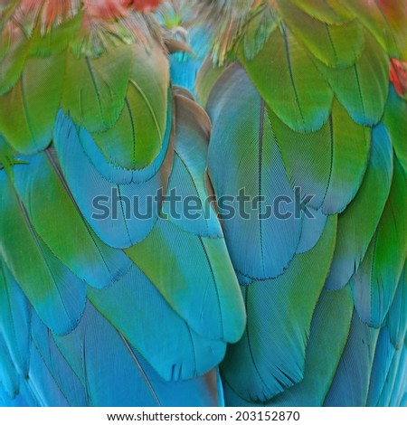 Beautiful bird feathers background of Greenwinged Macaw feathers pattern