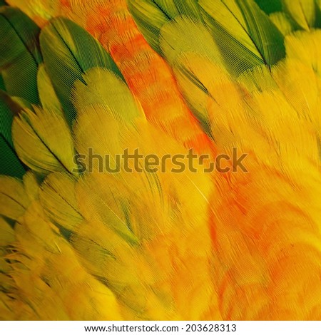 Colorful yellow and orange bird feathers, Sun Conure feathers texture background