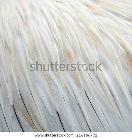 Texture abstract background, feathers of Spot-billed Pelican