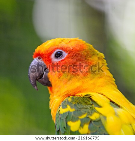 Colorful yellow parrot, Sun Conure (Aratinga solstitialis), head profile