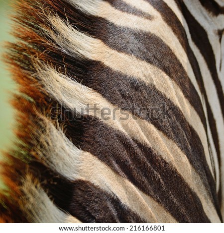 Animal skin, Common Zebra or Burchell\'s Zebra (Equus burchelli) skin, striped background texture