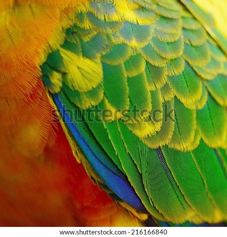 Colorful yellow and orange bird feathers, Sun Conure feathers texture background