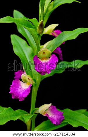 Terrestrial orchid, Brachycorythis helferi, native specie terrestrial orchid in the southeast asian area