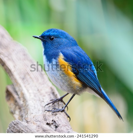 Blue bird, male Himalayan Bluetail (Tarsiger rufilatus), standing on the log, side profile