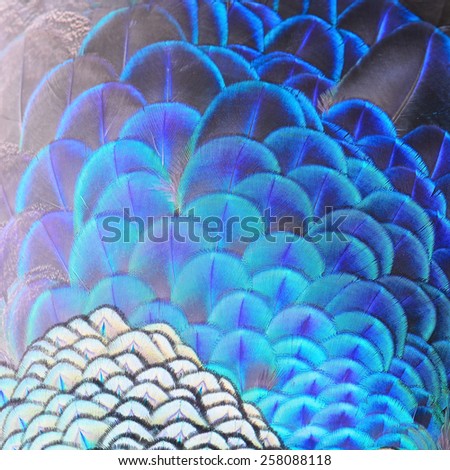 Beautiful Green Peacock feathers, texture abstract background