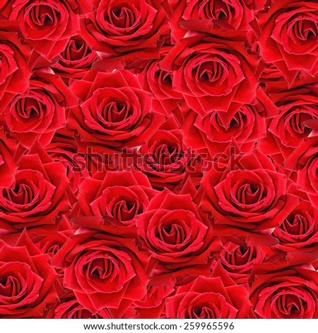 Beautiful red rose pattern, nature flower abstract background