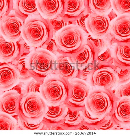 Beautiful pink rose pattern, nature flower abstract background