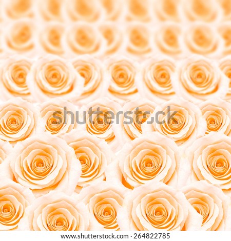 Beautiful orange rose pattern, nature flower abstract background