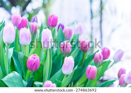 Colorful pink tulip blooming in summer field plantation