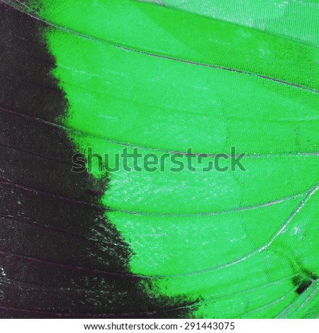 Nature texture, derived from green butterfly wing background