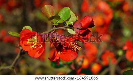 Flower shrub-red quince