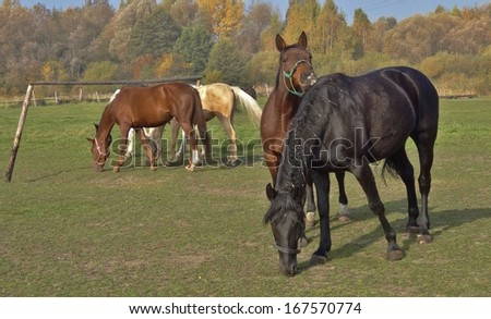 [Obrazek: stock-photo-horses-on-the-meadow-167570774.jpg]