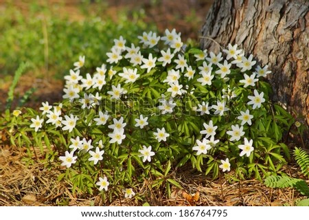 [Obrazek: stock-photo-spring-forest-and-anemones-186764795.jpg]