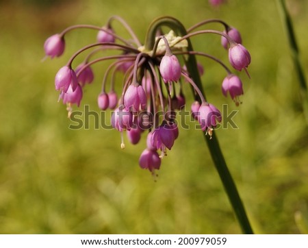 garlic flower - Allium cernuum - decorative garlic