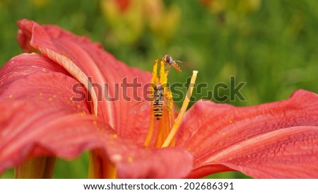 Orange day lily flowers and bee  in botanical garden