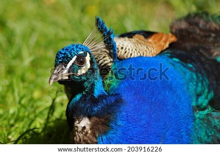 Pavo cristatus - peacock blue, peacock ordinary
