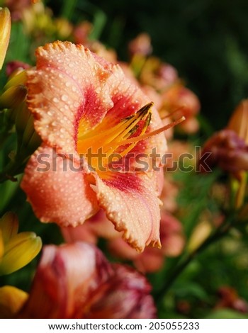 Pink day lily flowers in botanical garden. The beauty of decorative flower - Daylilies in drops of rain