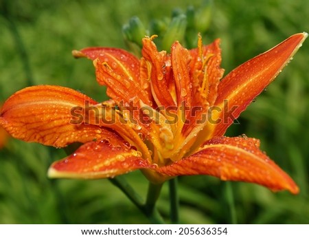 Orange day lily flowers in botanical garden. The beauty of decorative flower.